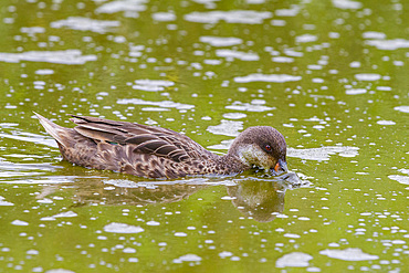 Galapagos white-cheeked pintail (Anas bahamensis galapagensis) feeding near giant tortoise in the Galapagos Islands.