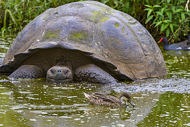 Galapagos white-cheeked pintail (Anas bahamensis galapagensis) feeding near giant tortoise in the Galapagos Islands.