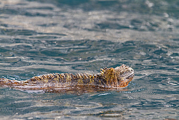 The endemic Galapagos marine iguana (Amblyrhynchus cristatus) in the Galapagos Island Archipelago, UNESCO World Heritage Site, Ecuador, South America