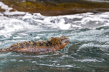 The endemic Galapagos marine iguana (Amblyrhynchus cristatus) in the Galapagos Island Archipelago, Ecuador.