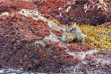 The endemic Galapagos marine iguana (Amblyrhynchus cristatus) in the Galapagos Island Archipelago, UNESCO World Heritage Site, Ecuador, South America