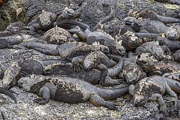 The endemic Galapagos marine iguana (Amblyrhynchus cristatus) in the Galapagos Island Archipelago, Ecuador.