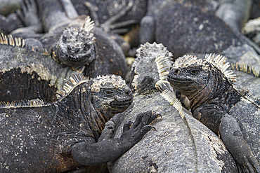 The endemic Galapagos marine iguana (Amblyrhynchus cristatus) in the Galapagos Island Archipelago, UNESCO World Heritage Site, Ecuador, South America