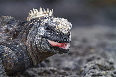 The endemic Galapagos marine iguana (Amblyrhynchus cristatus) in the Galapagos Island Archipelago, UNESCO World Heritage Site, Ecuador, South America