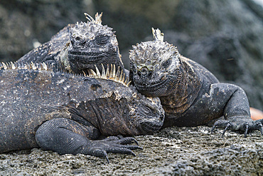 The endemic Galapagos marine iguana (Amblyrhynchus cristatus) in the Galapagos Island Archipelago, UNESCO World Heritage Site, Ecuador, South America