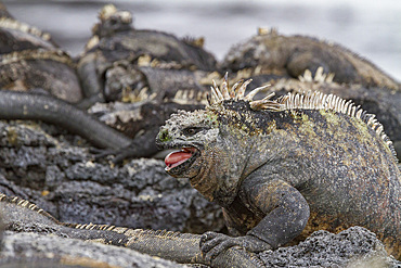 The endemic Galapagos marine iguana (Amblyrhynchus cristatus) in the Galapagos Island Archipelago, UNESCO World Heritage Site, Ecuador, South America