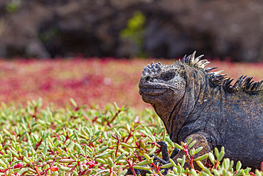 The endemic Galapagos marine iguana (Amblyrhynchus cristatus) in the Galapagos Island Archipelago, Ecuador.