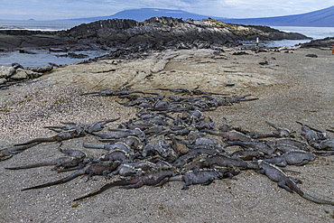 The endemic Galapagos marine iguana (Amblyrhynchus cristatus) in the Galapagos Island Archipelago, UNESCO World Heritage Site, Ecuador, South America