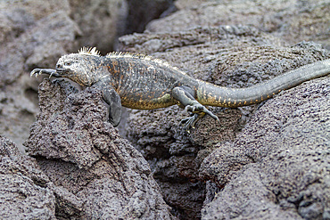 The endemic Galapagos marine iguana (Amblyrhynchus cristatus) in the Galapagos Island Archipelago, Ecuador.