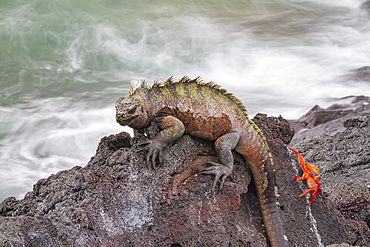 The endemic Galapagos marine iguana (Amblyrhynchus cristatus) in the Galapagos Island Archipelago, UNESCO World Heritage Site, Ecuador, South America