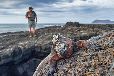 The endemic Galapagos marine iguana (Amblyrhynchus cristatus) in the Galapagos Island Archipelago, Ecuador.