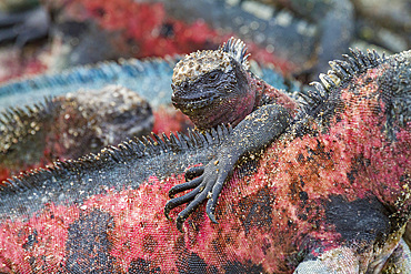 The endemic Galapagos marine iguana (Amblyrhynchus cristatus) on Espanola Island in the Galapagos Islands.