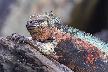 The endemic Galapagos marine iguana (Amblyrhynchus cristatus) on Espanola Island in the Galapagos Islands.