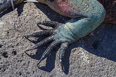 The endemic Galapagos marine iguana (Amblyrhynchus cristatus), foot detail, Espanola Island in the Galapagos Islands, UNESCO World Heritage Site, Ecuador, South America