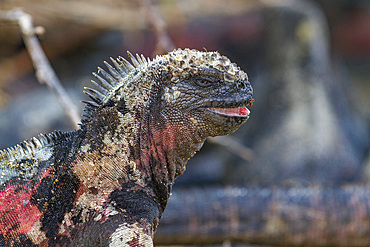 The endemic Galapagos marine iguana (Amblyrhynchus cristatus) on Espanola Island in the Galapagos Islands.