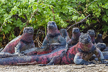 The endemic Galapagos marine iguana (Amblyrhynchus cristatus) on Espanola Island in the Galapagos Islands, UNESCO World Heritage Site, Ecuador, South America