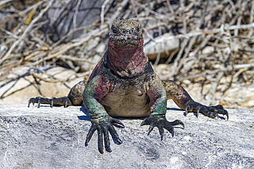 The endemic Galapagos marine iguana (Amblyrhynchus cristatus) on Espanola Island in the Galapagos Islands, UNESCO World Heritage Site, Ecuador, South America