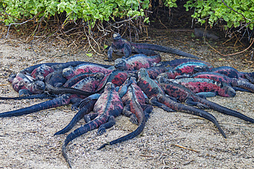 The endemic Galapagos marine iguana (Amblyrhynchus cristatus) on Espanola Island in the Galapagos Islands.