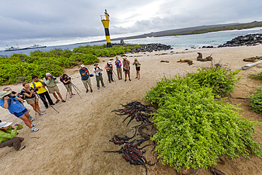 The endemic Galapagos marine iguana (Amblyrhynchus cristatus) on Espanola Island in the Galapagos Islands.