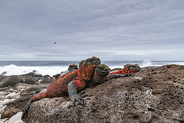 The endemic Galapagos marine iguana (Amblyrhynchus cristatus) on Espanola Island in the Galapagos Islands.