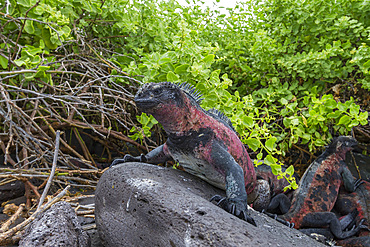 The endemic Galapagos marine iguana (Amblyrhynchus cristatus) on Espanola Island in the Galapagos Islands, UNESCO World Heritage Site, Ecuador, South America