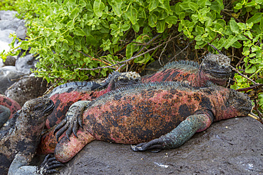 The endemic Galapagos marine iguana (Amblyrhynchus cristatus) on Espanola Island in the Galapagos Islands, UNESCO World Heritage Site, Ecuador, South America