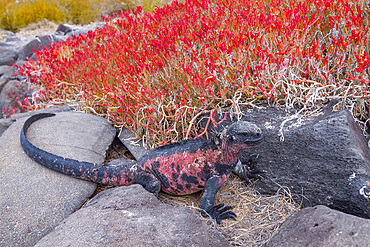 The endemic Galapagos marine iguana (Amblyrhynchus cristatus) on Espanola Island in the Galapagos Islands.