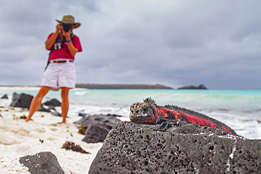 The endemic Galapagos marine iguana (Amblyrhynchus cristatus) on Espanola Island in the Galapagos Islands.