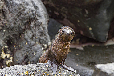 Galapagos fur seal (Arctocephalus galapagoensis) hauled out on lava flow in the Galapagos Island Archipelago, Ecuador.