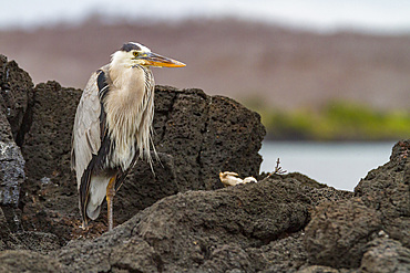 Adult great blue heron (Ardea herodias cognata) at Cerro Dragon on Santa Cruz Island in the Galapagos Islands.