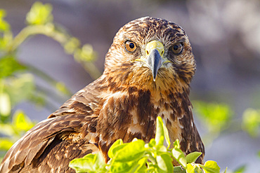 Young Galapagos hawk (Buteo galapagoensis) in the Galapagos Island Archipelago, Ecuador.