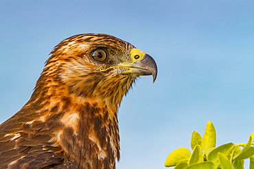 Young Galapagos hawk (Buteo galapagoensis) in the Galapagos Island Archipelago, Ecuador.