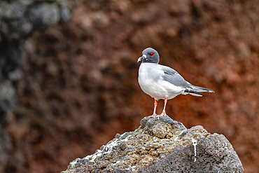 Adult Swallow-tailed gull (Creagrus furcatus) on Espanola Island in the Galapagos Island Archipelago, UNESCO World Heritage Site, Ecuador, South America