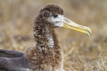 Waved albatross (Diomedea irrorata) chick almost ready for flight at breeding colony on Espanola Island, Galapagos Islands, UNESCO World Heritage Site, Ecuador, South America