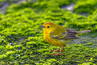 Adult male yellow warbler (Dendroica petechia aureola) in the Galapagos Island Archipelago, Ecuador.