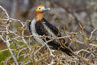 Juvenile great frigatebird (Fregata minor) in the Galapagos Island Archipelago, UNESCO World Heritage Site, Ecuador, South America