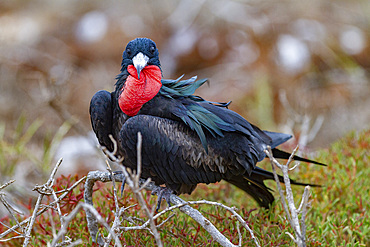 Male great frigatebird (Fregata minor) in breeding plumage in the Galapagos Island Archipelago, UNESCO World Heritage Site, Ecuador, South America