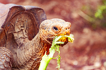 Captive Galapagos giant tortoise (Geochelone elephantopus) at the Charles Darwin Research Station, Galapagos.