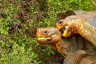 Captive Galapagos giant tortoise (Geochelone elephantopus) at the Charles Darwin Research Station, Galapagos.