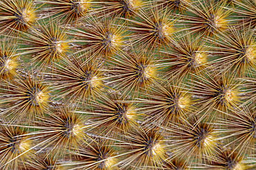 The endemic Opuntia cactus (Opuntia echios) cactus growing in the Galapagos Island Archipelago, UNESCO World Heritage Site, Ecuador, South America