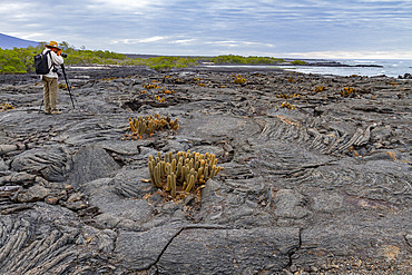 The endemic lava cactus (Brachycereus spp) cactus growing in the Galapagos Island Archipelago, Ecuador.