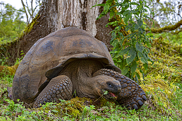 Wild Galapagos giant tortoise (Geochelone elephantopus) feeding on the upslope grasslands of Santa Cruz Island, Galapagos, UNESCO World Heritage Site, Ecuador, South America