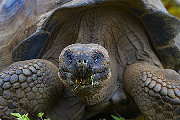 Wild Galapagos giant tortoise (Geochelone elephantopus) feeding on the upslope grasslands of Santa Cruz Island, Galapagos.