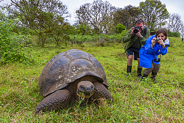 Wild Galapagos giant tortoise (Geochelone elephantopus) feeding on the upslope grasslands of Santa Cruz Island, Galapagos.