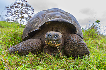 Wild Galapagos giant tortoise (Geochelone elephantopus) feeding on the upslope grasslands of Santa Cruz Island, Galapagos, UNESCO World Heritage Site, Ecuador, South America