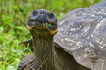 Wild Galapagos giant tortoise (Geochelone elephantopus) feeding on the upslope grasslands of Santa Cruz Island, Galapagos.