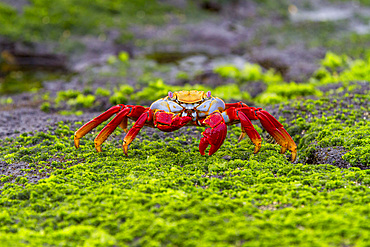 Sally lightfoot crab (Grapsus grapsus) in the littoral of the Galapagos Island Archipelago, UNESCO World Heritage Site, Ecuador, South America