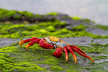 Sally lightfoot crab (Grapsus grapsus) in the littoral of the Galapagos Island Archipelago, Ecuador. MORE INFO This bright red crab is one of the most abundant invertebrates to be seen in the intertidal area of the Galapagos.