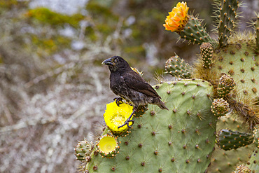 Adult cactus finch (Geospiza scandens), one of the 15 species of Darwin's finches, on Isla Santa Cruz, Galapagos Island Archipelago, UNESCO World Heritage Site, Ecuador, South America