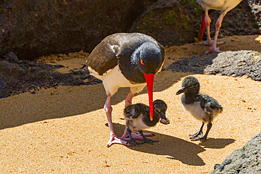 Adult American oystercatcher (Haematopus palliatus galapagensis) feeding chick along the shoreline on Bartolome Island in the Galapagos Island Group, Ecuador. MORE INFO This oystercatcher sub-species is found throughout the Archipelago.